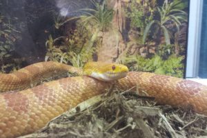 Le Salon National Des Animaux De Comapagnie SNAC 1