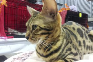Le Salon National Des Animaux De Comapagnie SNAC 3