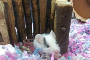 Le Salon National Des Animaux De Comapagnie SNAC Sherbrooke 5