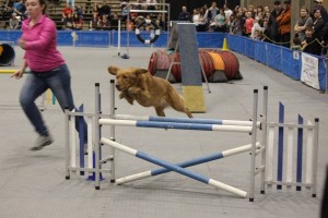Le Salon National Des Animaux De Comapagnie SNAC mtl 15