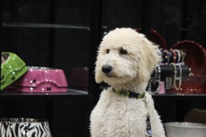 Le Salon National Des Animaux De Comapagnie SNAC mtl 2
