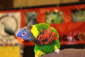 Le Salon National Des Animaux De Comapagnie SNAC mtl 21