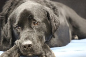 Le Salon National Des Animaux De Comapagnie SNAC mtl 26