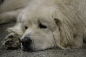 Le Salon National Des Animaux De Comapagnie SNAC mtl 5