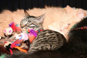 Salon des animaux de compagnie snac